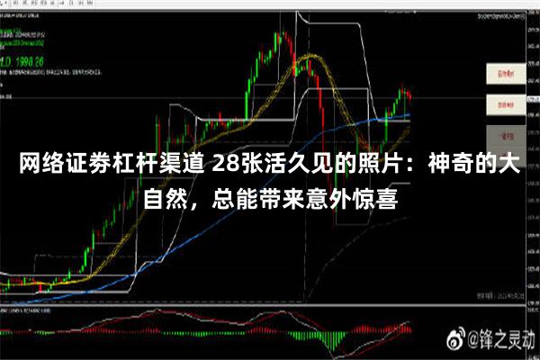 网络证劵杠杆渠道 28张活久见的照片：神奇的大自然，总能带来意外惊喜